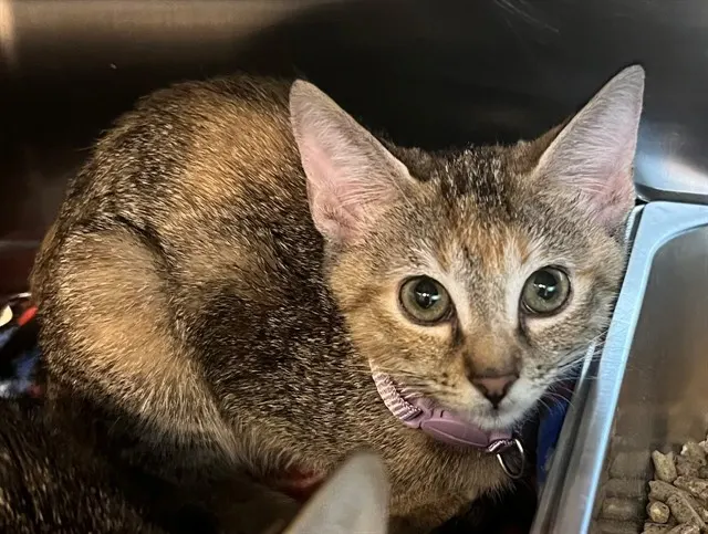 Pixie