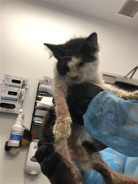 Adoptable Cat