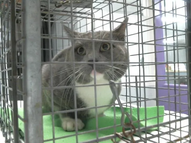 Adoptable Cat