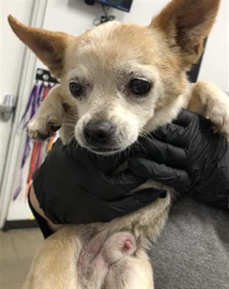 Adoptable Dog