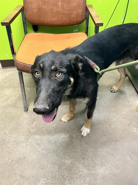 Adoptable Dog