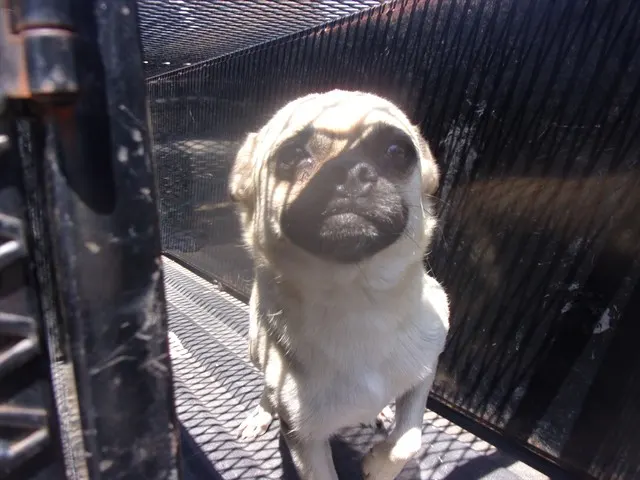Adoptable Dog