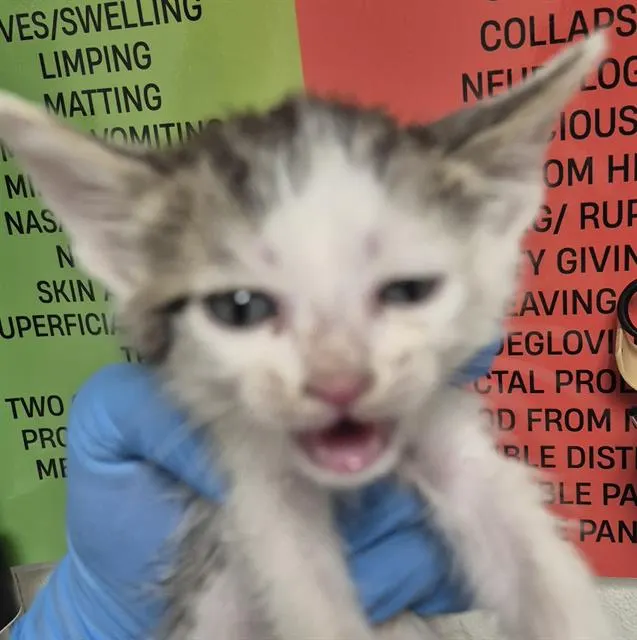 Adoptable Cat