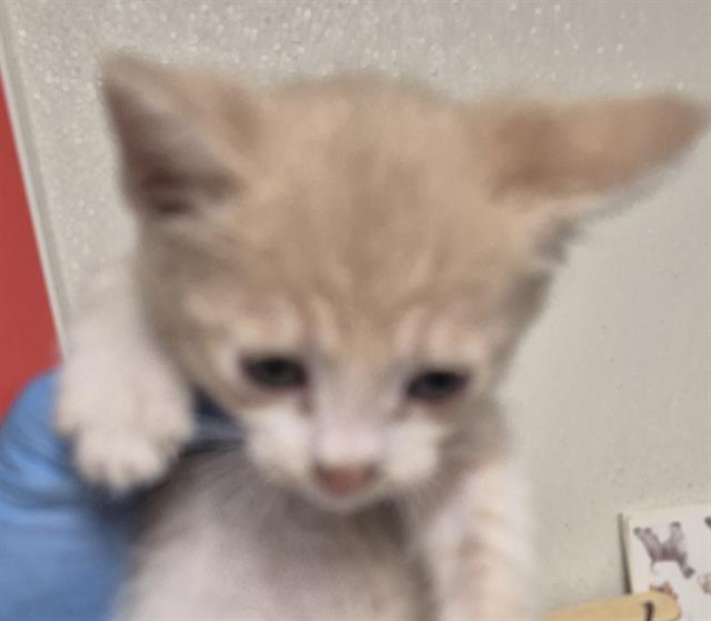 Adoptable Cat