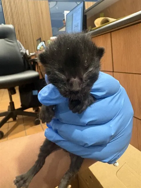 Adoptable Cat