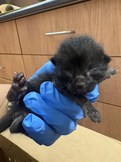 Adoptable Cat