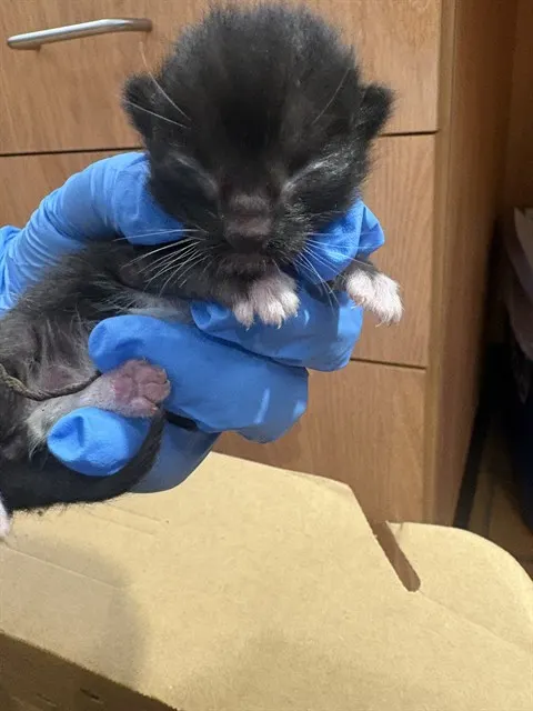 Adoptable Cat