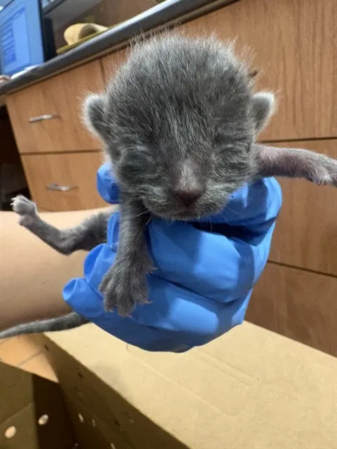 Adoptable Cat