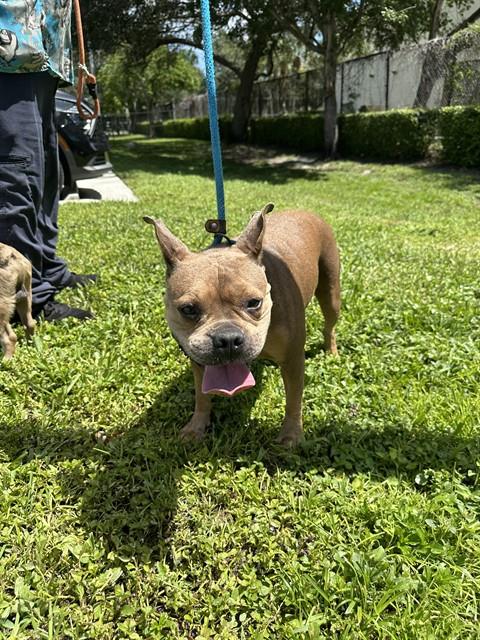 Adoptable Dog