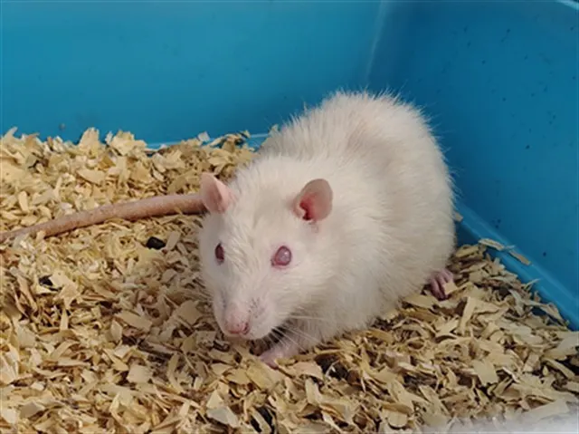 Splinter