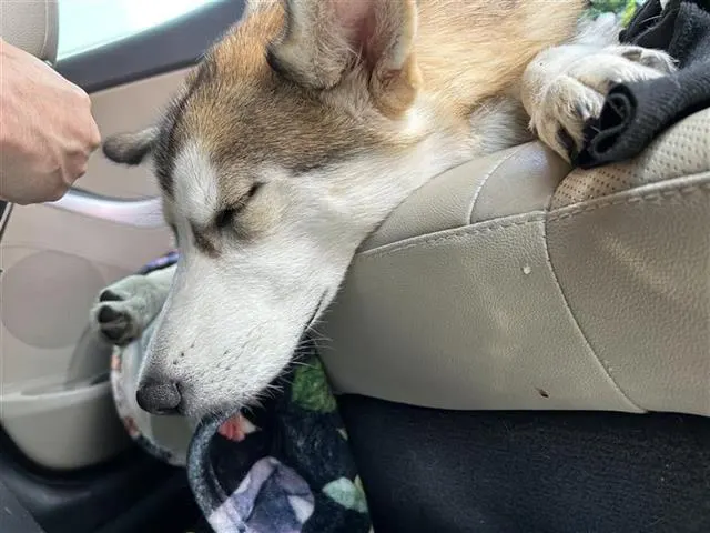 Freya