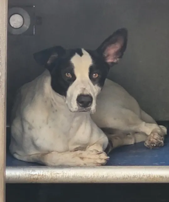 Raven