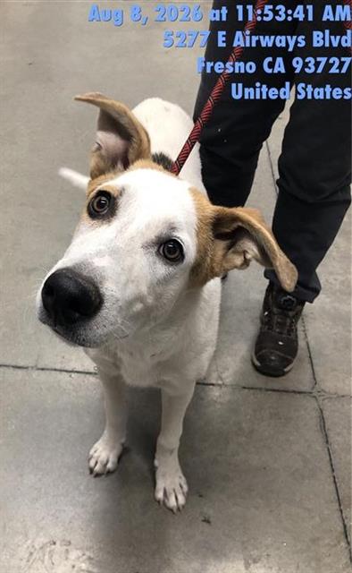 Adoptable Dog
