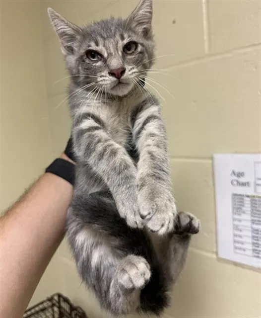 Jasper