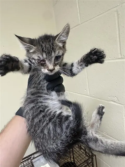 Sid