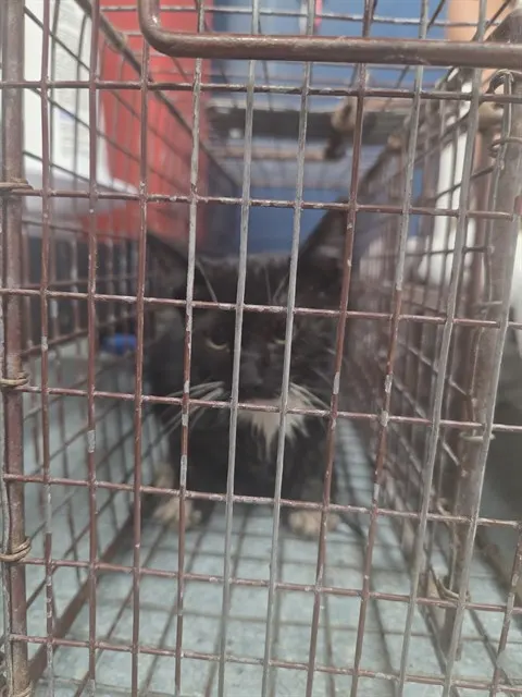 Adoptable Cat