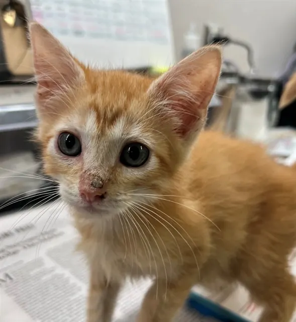 Adoptable Cat