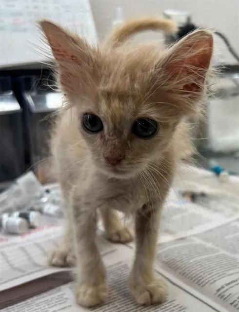 Adoptable Cat