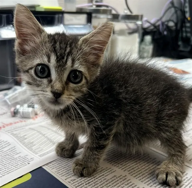 Adoptable Cat