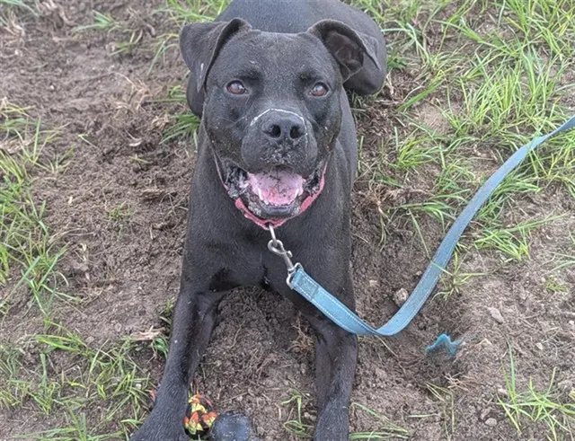 Bruno