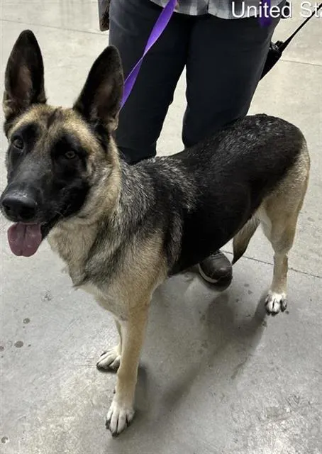 Adoptable Dog