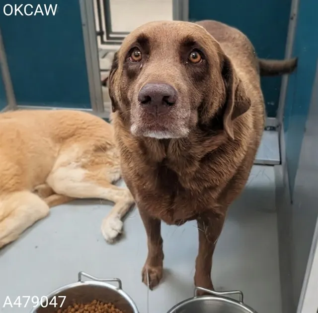 Adoptable Dog