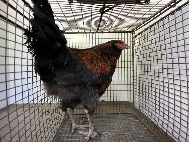 Adoptable Bird