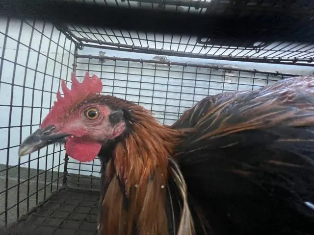 Adoptable Bird