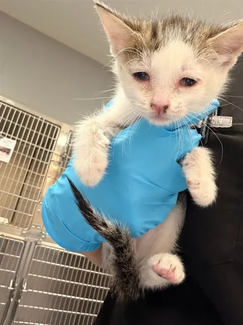 Adoptable Cat
