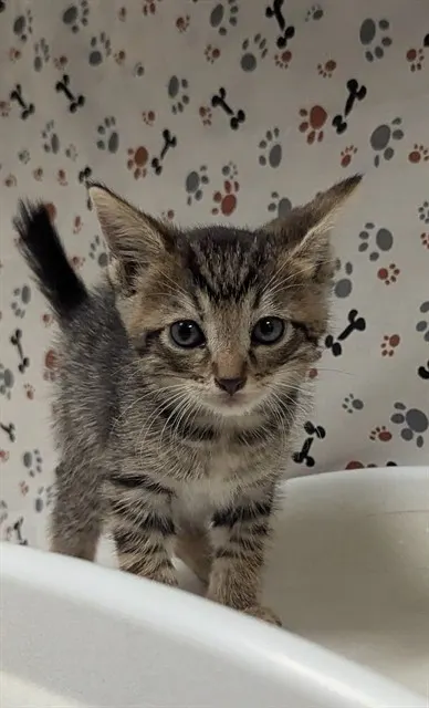 Adoptable Cat