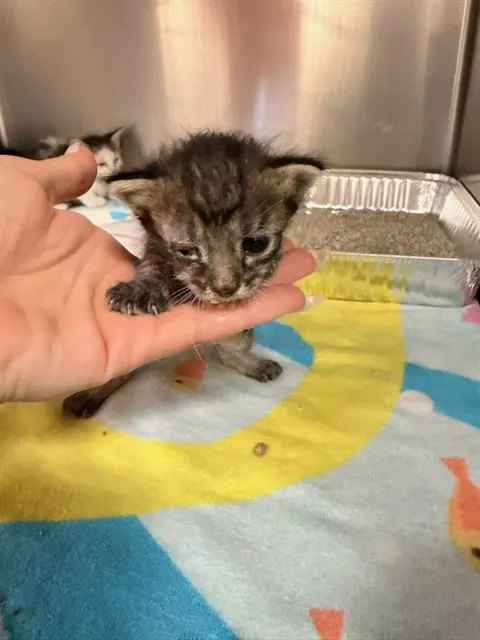 Adoptable Cat