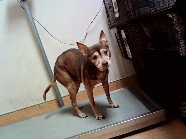 Adoptable Dog