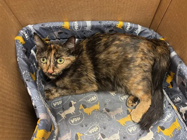 Adoptable Cat