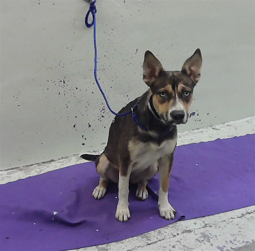 Adoptable Dog