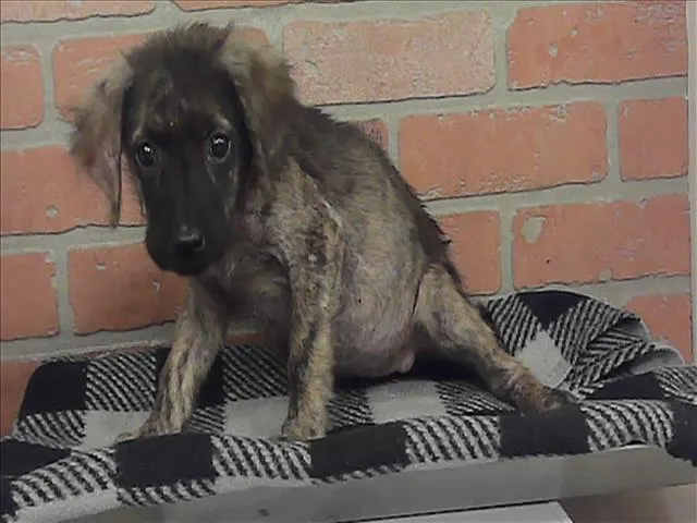 Adoptable Dog