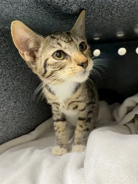Anya