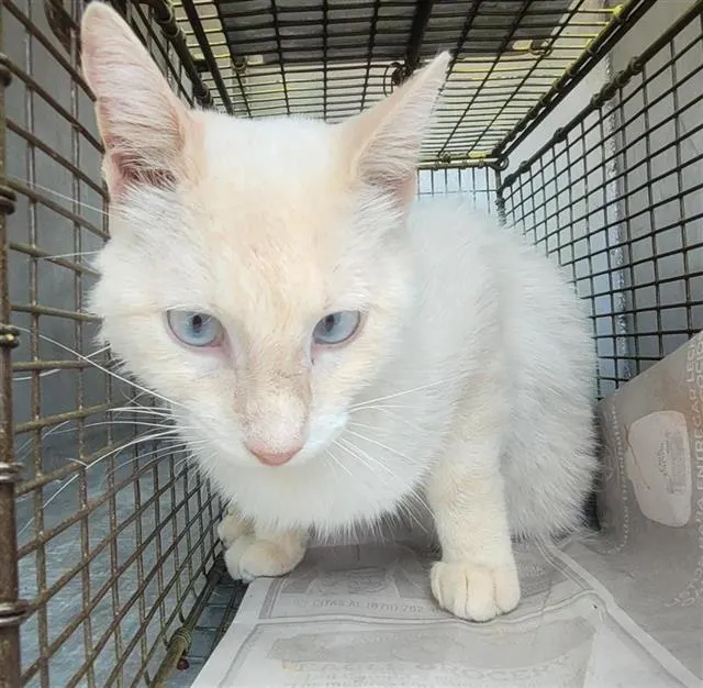 Adoptable Cat