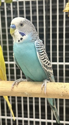Azure