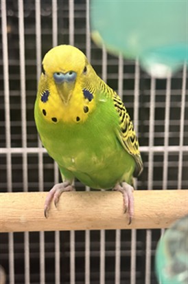 Rio