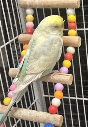 Tallulah
