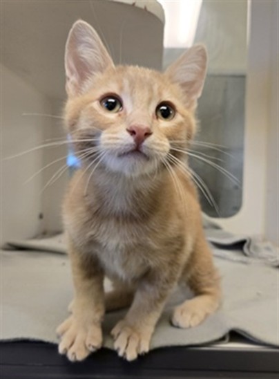 Simba