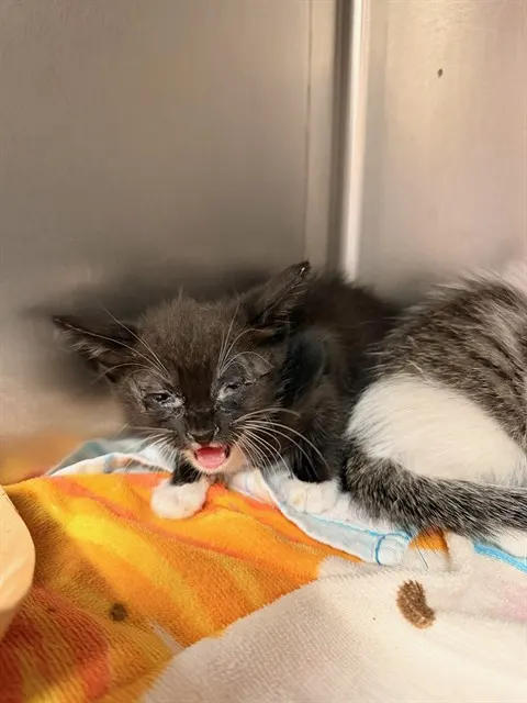Adoptable Cat