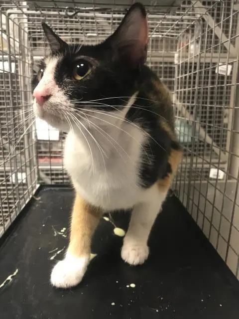 Adoptable Cat