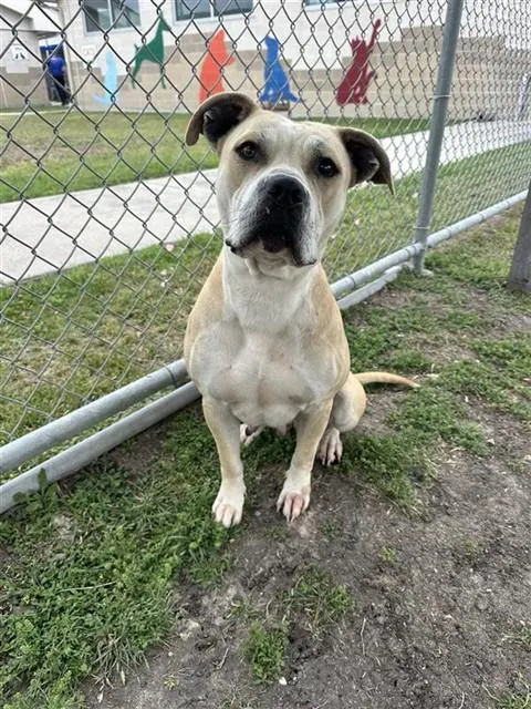 Nala (Precious
