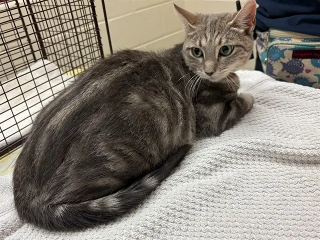 Kitty