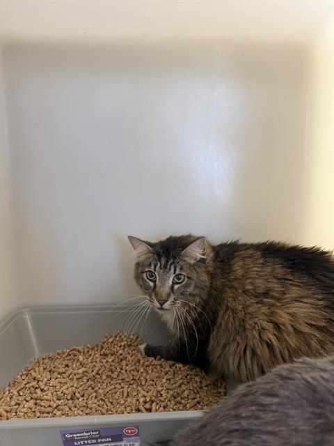 Adoptable Cat