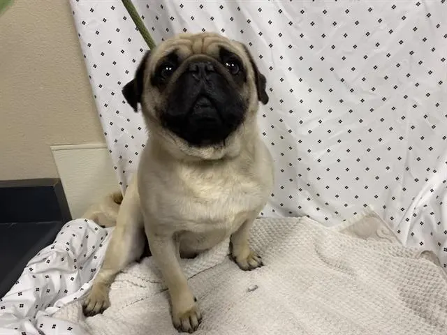 Frank