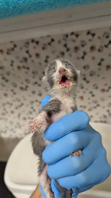 Adoptable Cat