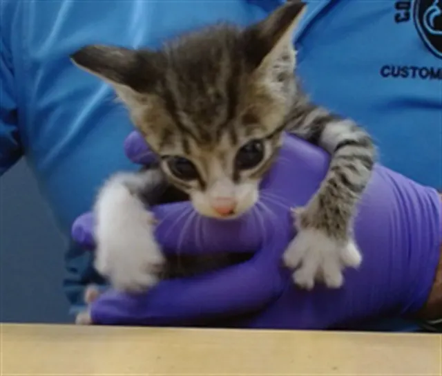 Kiki