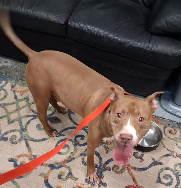 Rocko